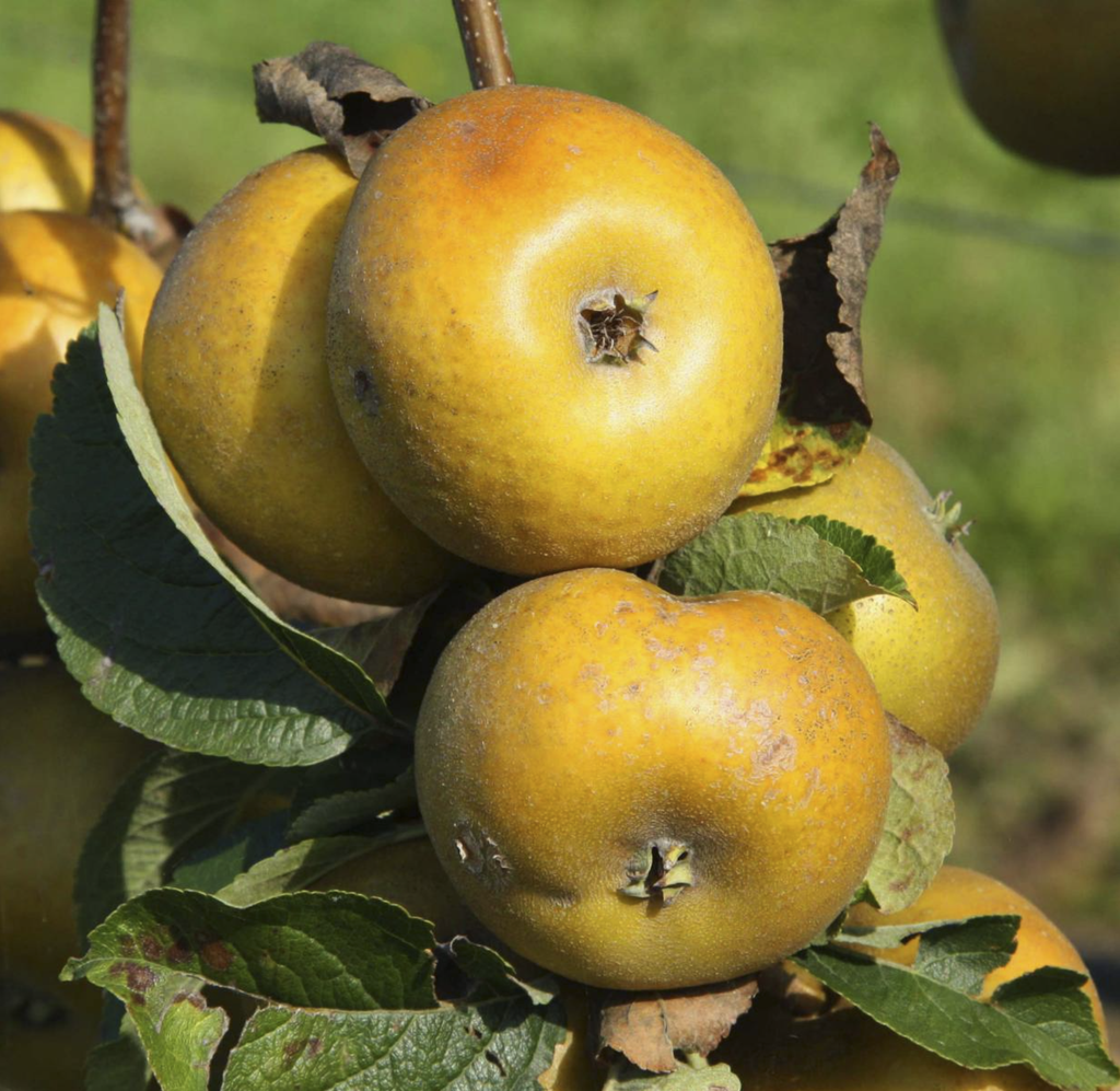 Pommier 'Patte de loup' / EM7 Racines nues