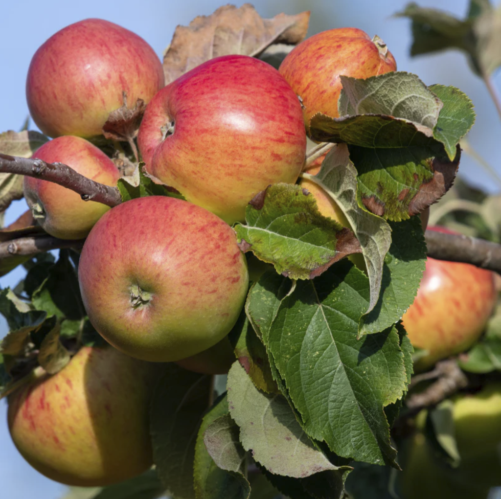 Pommier 'Gravenstein'/ Em7 Racines nues