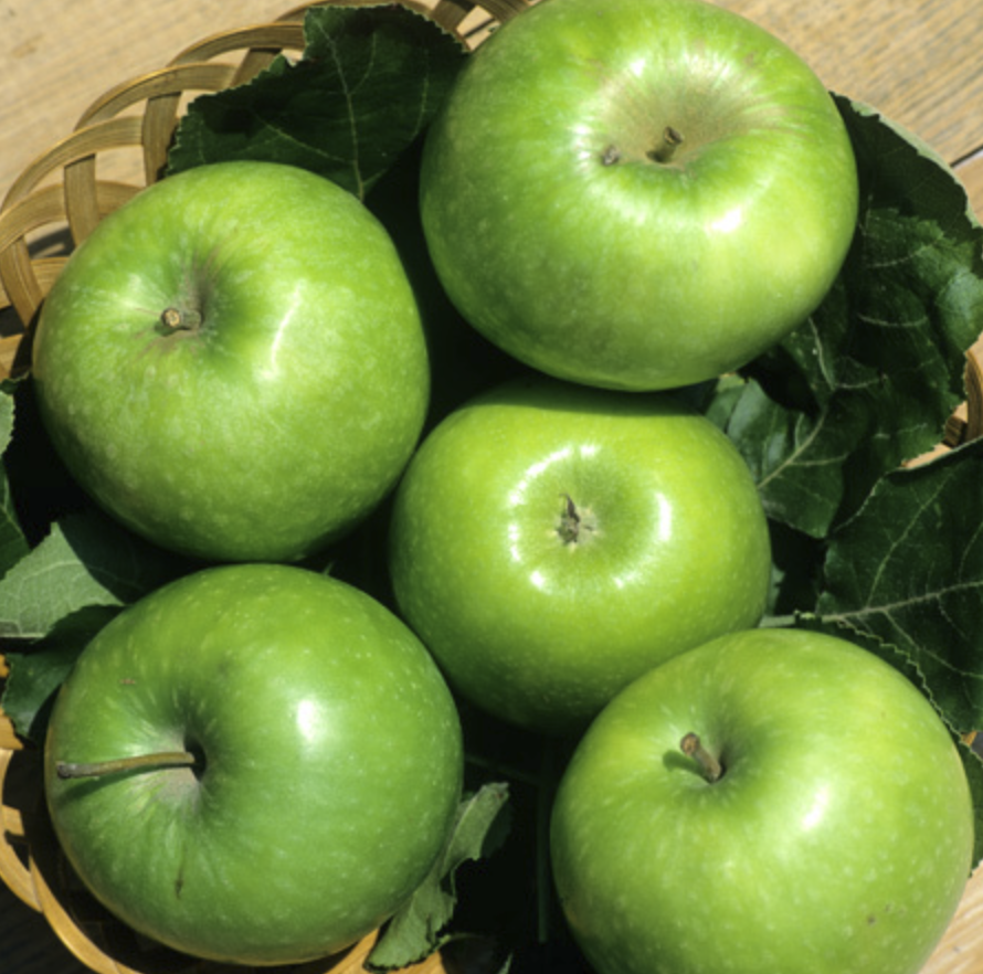 Pommier 'Granny Smith'/ Em7 Racines nues