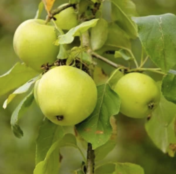 Pommier 'Demoiselle'/ Bittenfelder Racines nues