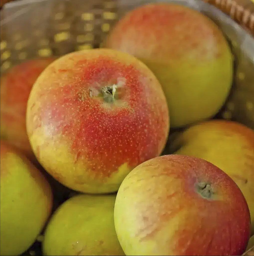 Pommier 'Alkmene'/ Bittenfelder Racines nues