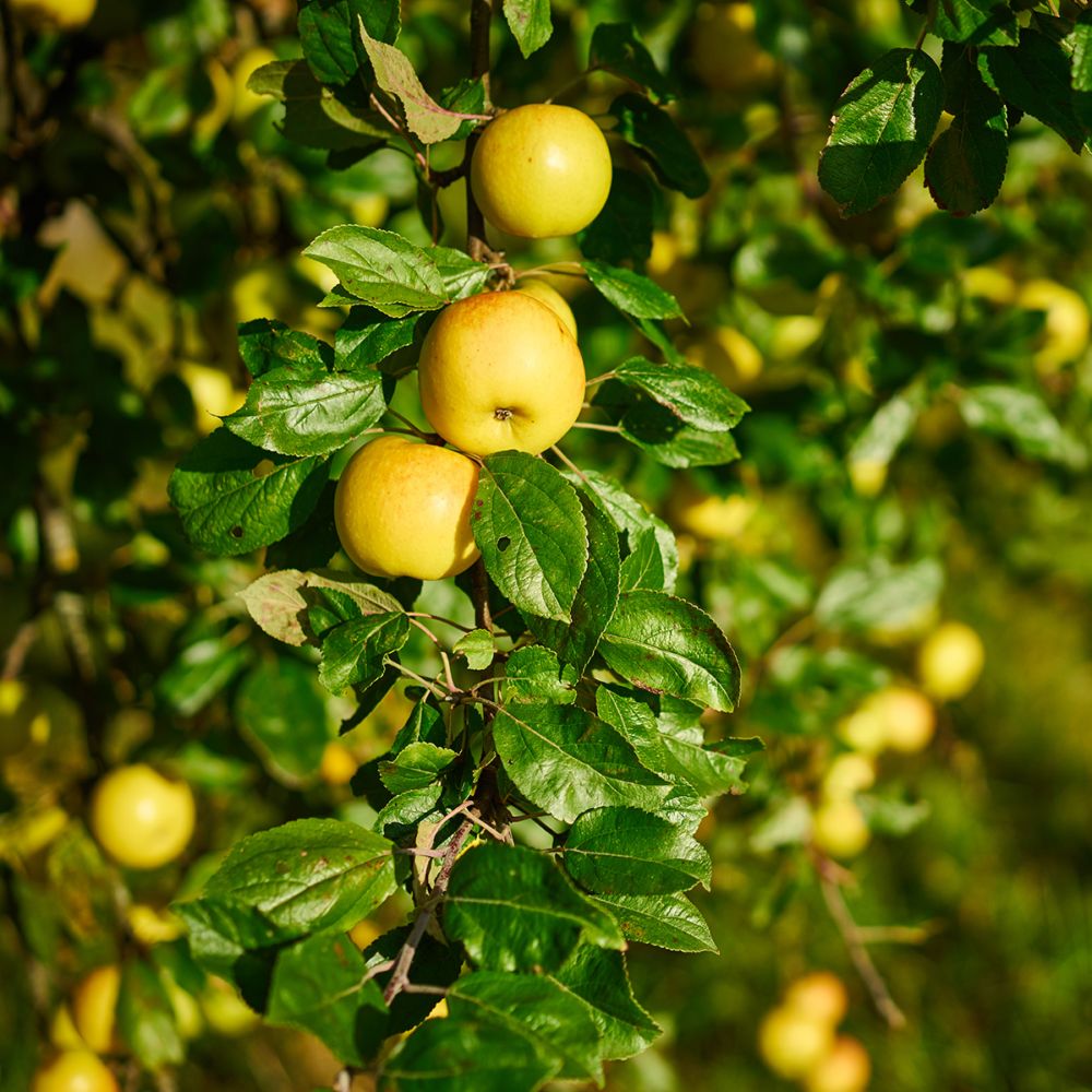 Pommier 'Belle Fleur Jaune'/ Bittenfelder Racines nues