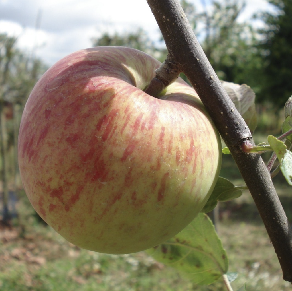 Pommier 'Borowitsky'/ Em7 Racines nues