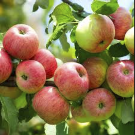 Pommier 'Reinette Baumann'/ Bittenfelder Racines nues