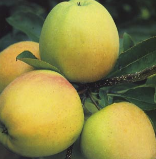 Pommier 'Reinette Clochard'/ Bittenfelder Racines nues