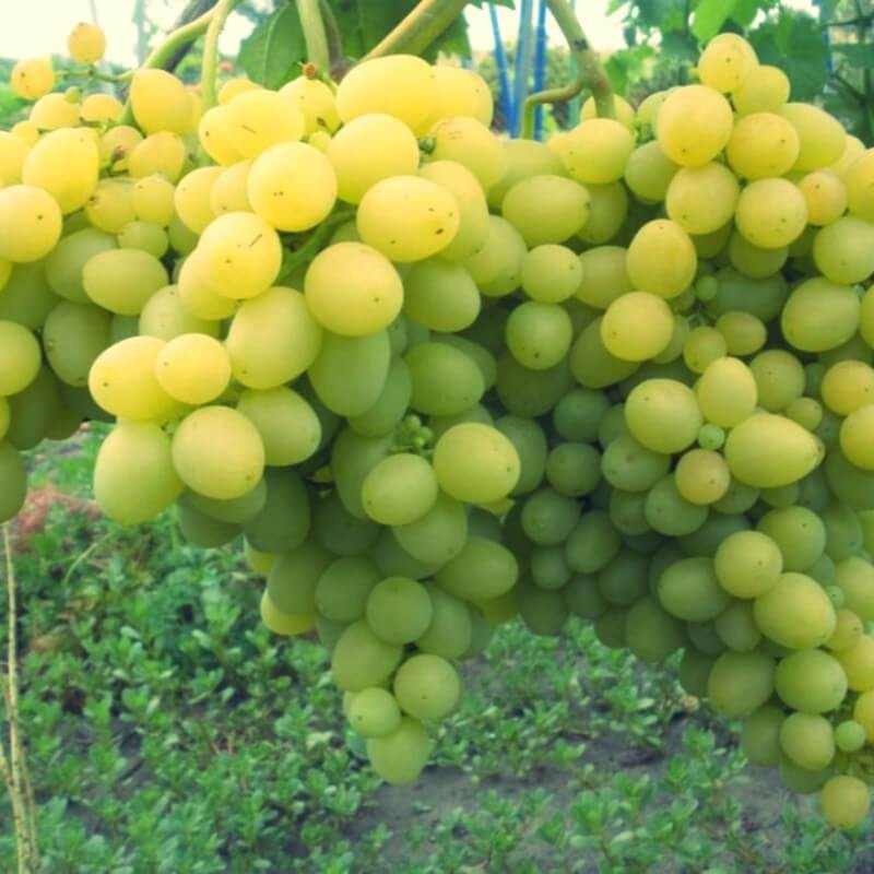 Vigne 'Chasselas doré’ Pot 2L
