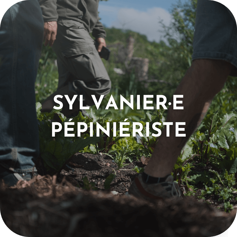 Formation Longue - Sylvanier