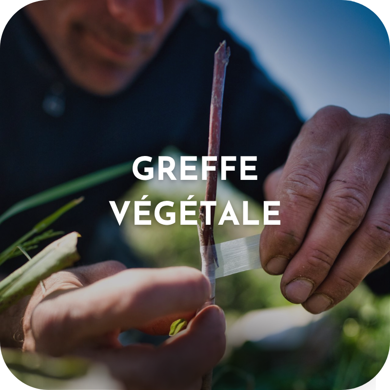 Formation Greffe (2.5 jours)
