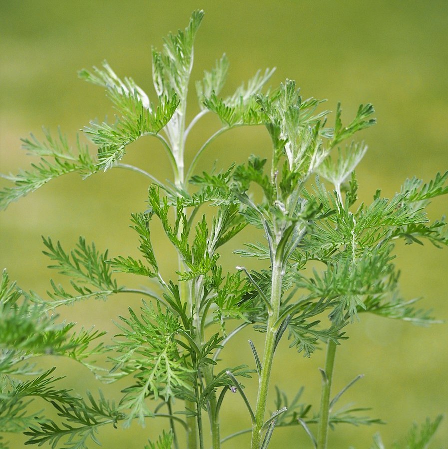 Armoise 'Cola' Pot 1,3L