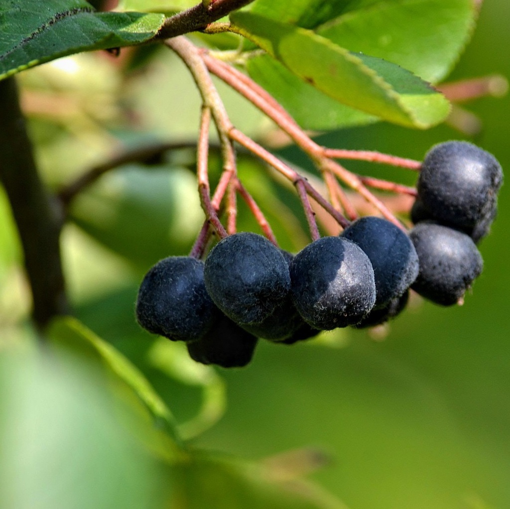 Aronie noire 'Viking' Pot 3L