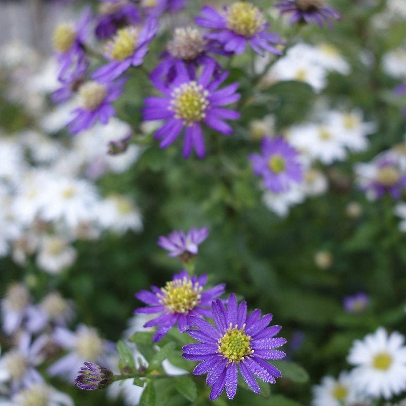 Aster 'Ezo murasaki’ Pot 9cm