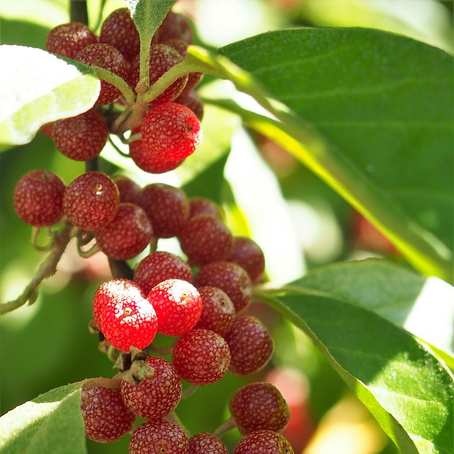 Chalef d'automne 'Pointilla amoroso' Racines nues