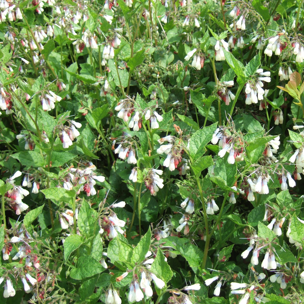 Consoude 'A grandes fleurs’ Pot 9cm