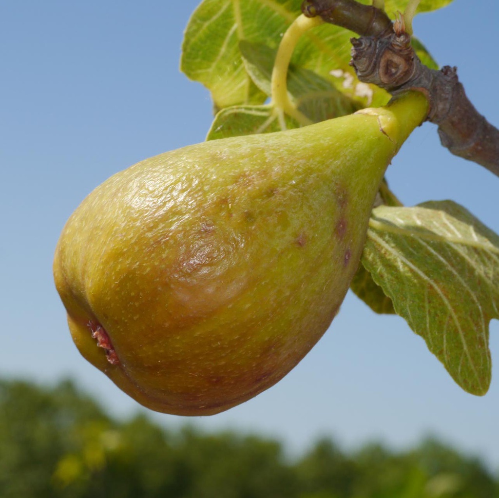 Figuier 'Madeleine des 2 saisons’ Pot 3L