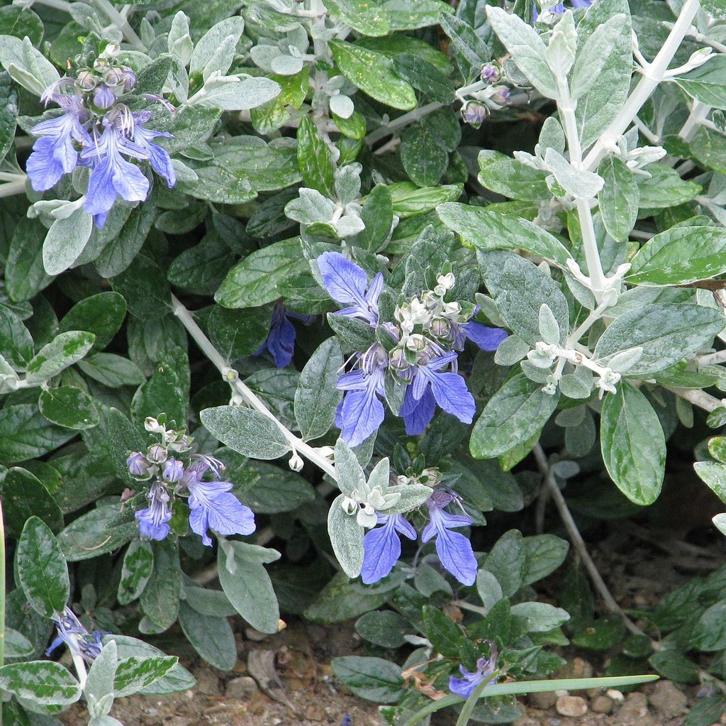 Germandrée arbustive Pot 3L