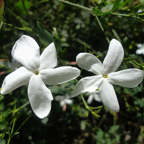 Jasmin royal 'De Grasse' Pot 3L