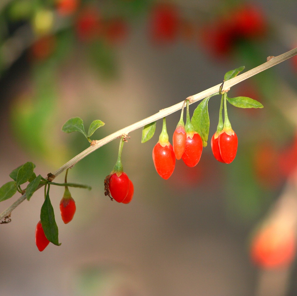 Lyciet de Chine (Goji aussi !) Pot 3L