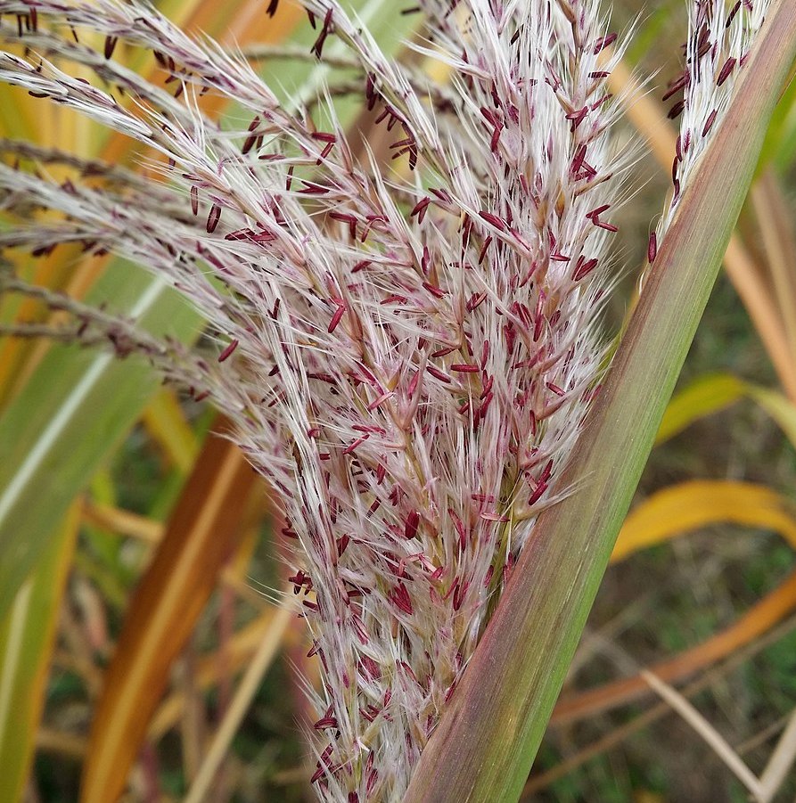 Miscanthus 'Samurai’ Pot 3L