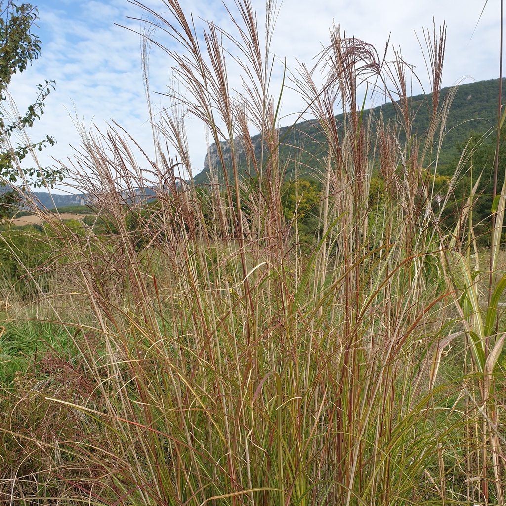 Miscanthus de chine Pot 3L