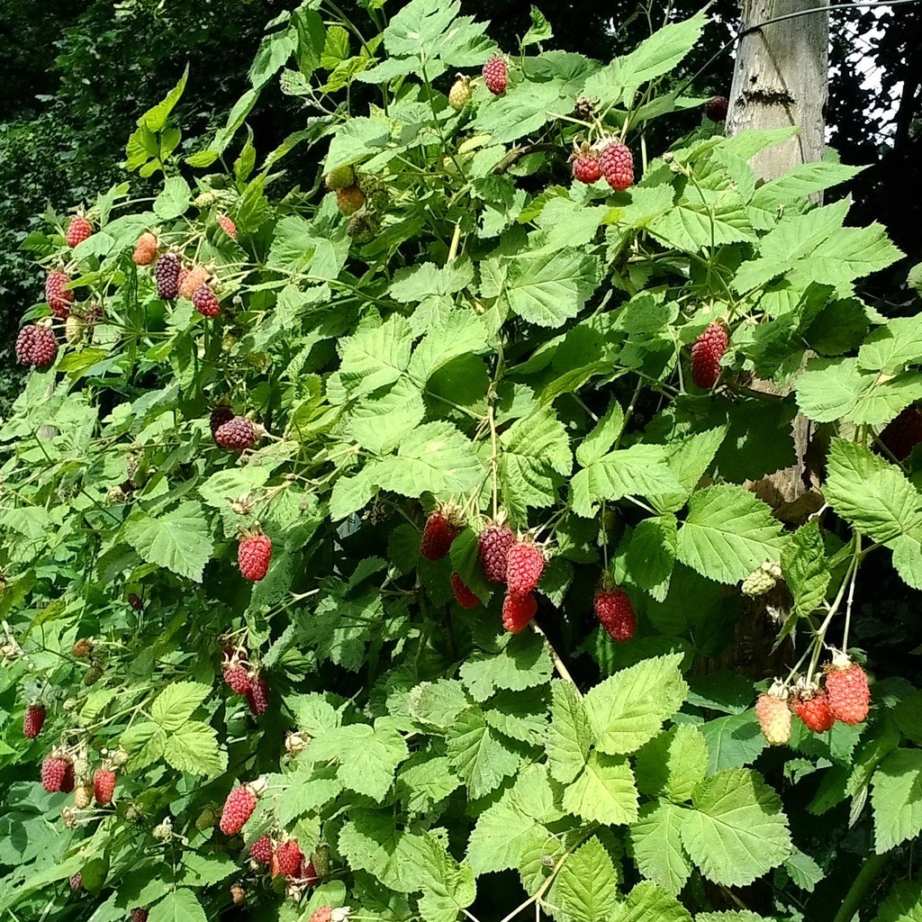 Muroise épineuse 'Tayberry' Pot 1,3L