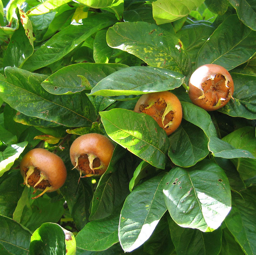 Néflier d'Allemagne fruitier/ aubépine pot 4L