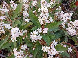 Neflier du Japon (Bibassier) Pot 1L