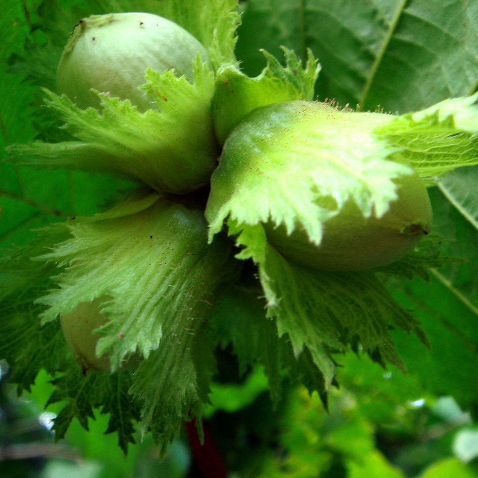 Noisetier 'Merveille de bollwiller' Pot 3L
