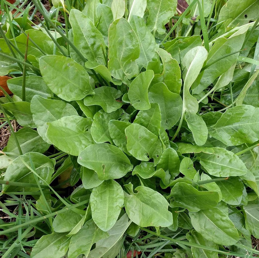 Oseille des jardins 'De Belleville’ Pot 1L