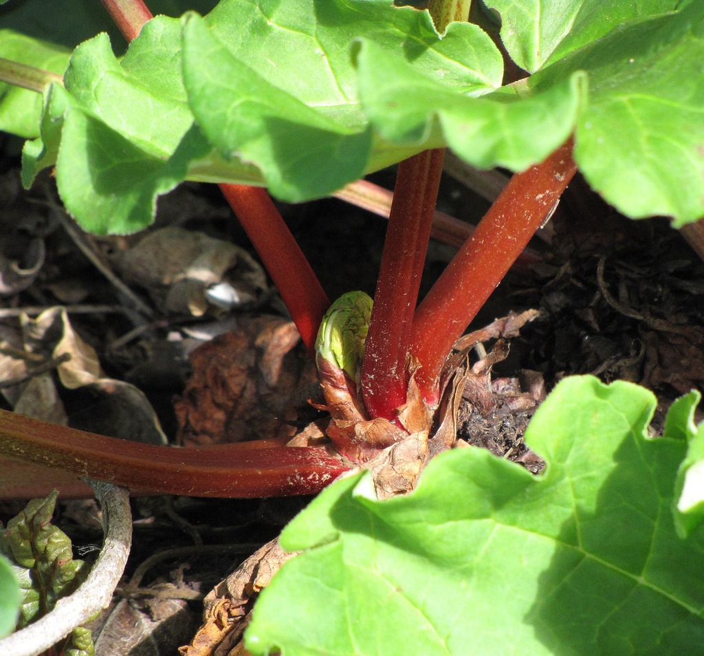 Rhubarbe 'Victoria' Pot 1L