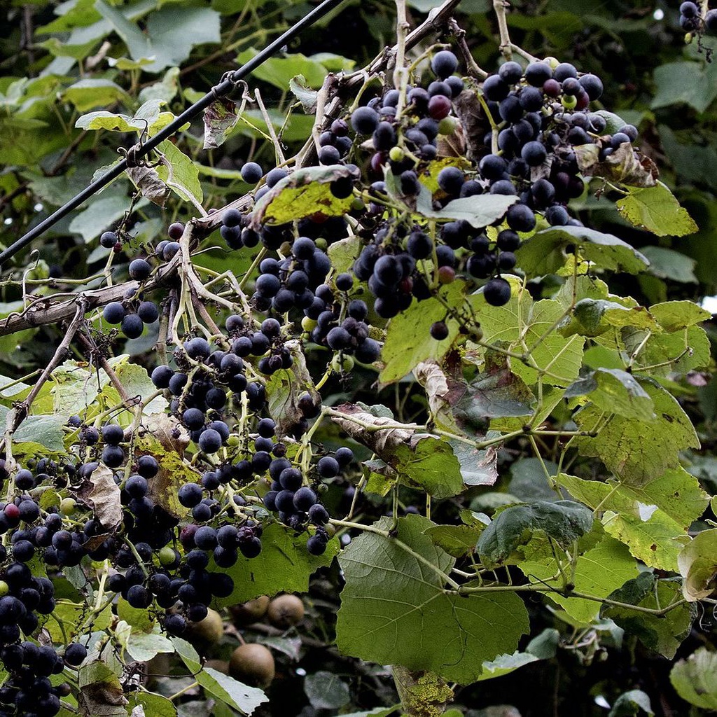 Vigne Américaine 'Isabelle’ Pot 3L