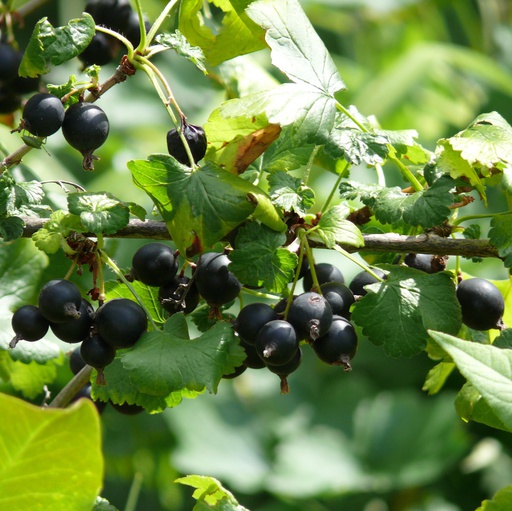 Cassis 'Géant de boskoop' Racines nues