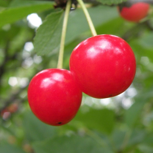 Cerisier 'griottes de Montmorency' /Ste Lucie Racines nues