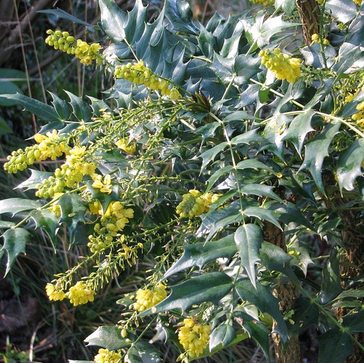 Mahonia  'Winter sun' Pot 3L