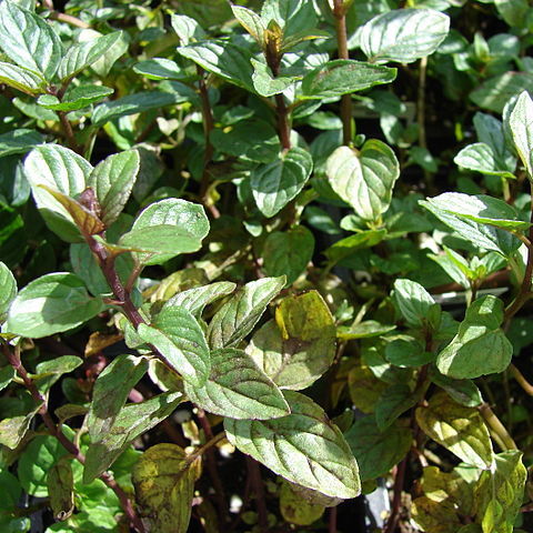 Menthe bergamote 'Bergamote’ Pot 9cm