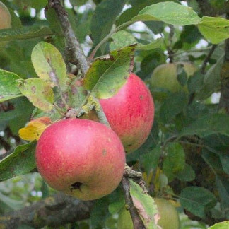 Pommier 'Grand Alexandre de Savoie'/ Bittenfelder Racines nues