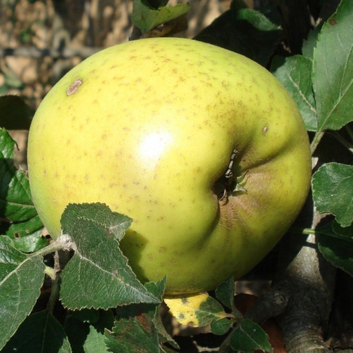 Pommier 'Reinette blanche du Canada’ / Bittenfelder Racines nues