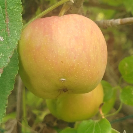 Pommier 'Reinette de Caux'/ Bittenfelder Racines nues