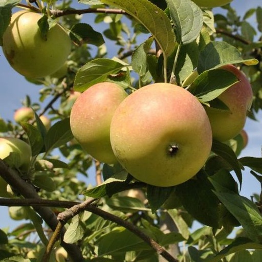Pommier 'Winter banana’/ Bittenfelder  Racines nues