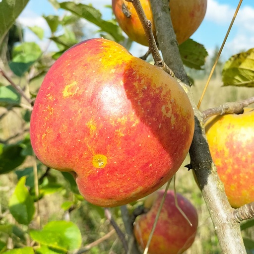 Pommier 'Belle de boskoop'/ Em7 Racines nues