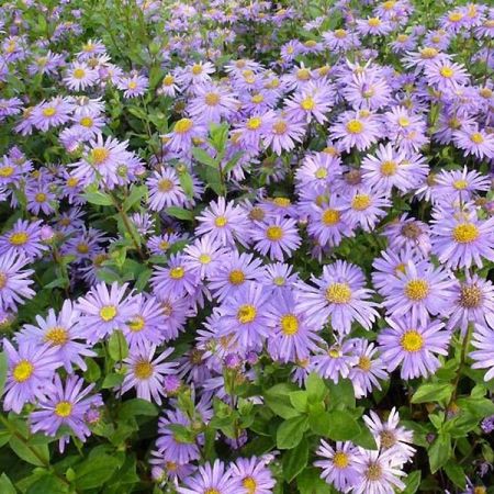 Aster de Frickart Pot 1,3L