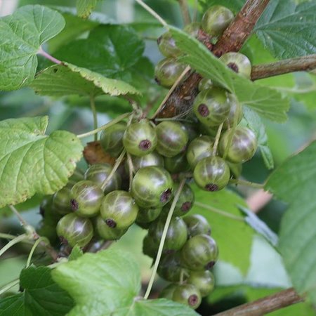 Cassis blanc 'Ojeblanc' Pot 3L