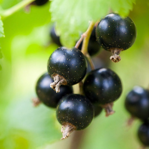 Cassis 'Noir de bourgogne' Pot 3L