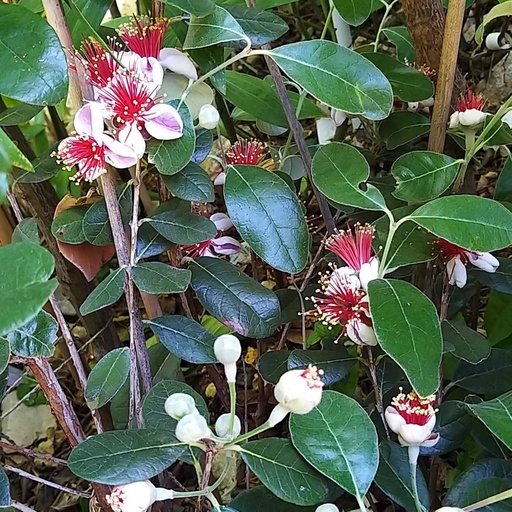 Goyavier du Brésil/Feijoa 'Coolidge' Pot 3L