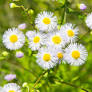 Erigeron Pot 1,3L