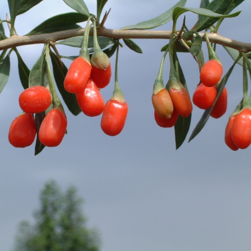 Baie de Goji 'XXL' Pot 2L