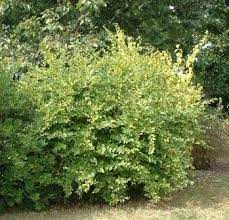 Chèvrefeuille d'hiver Pot 3L