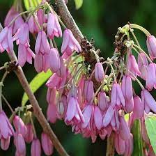 Holboellia latifolia Pot 3L