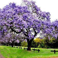 Paulownia tomentosa