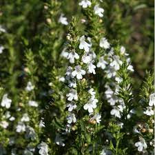 Sarriette des montagnes pot de 3L