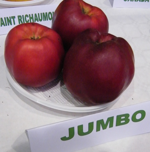 Pommier 'Jumbo'/ Em7 Racines nues